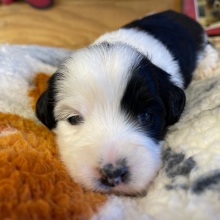 Aussiedoodle Puppy William