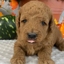Goldendoodle Puppy York