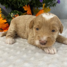 Goldendoodle Puppy Wendi