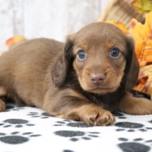 Dachshund Puppy Glory