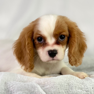Cavalier King Charles Spaniel Puppy Rambo