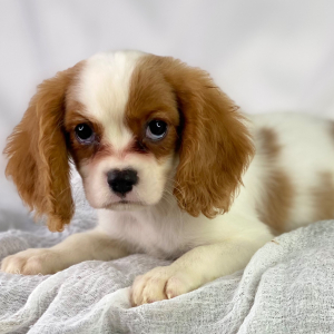 Cavalier King Charles Spaniel Puppy Rambo