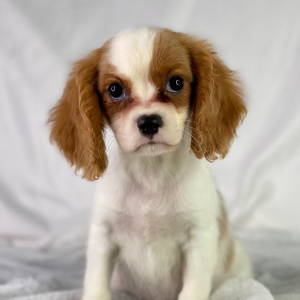 Cavalier King Charles Spaniel Puppy Rambo