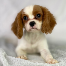 Cavalier King Charles Spaniel Puppy Rambo