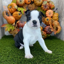 Boston Terrier Puppy Dotty