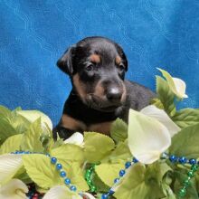 Doberman Pinscher Puppy Ranger