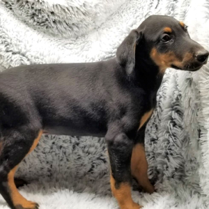 Doberman Pinscher Puppy Ranger