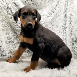 Doberman Pinscher Puppy Ranger