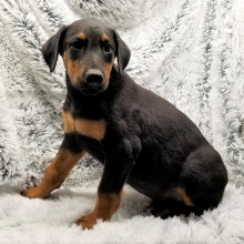 Doberman Pinscher Puppy Ranger