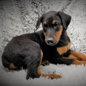 Doberman Pinscher Puppy Ranger