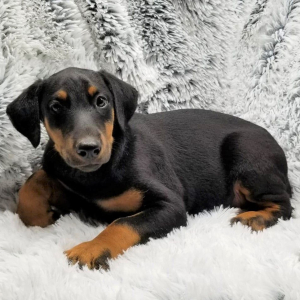 Doberman Pinscher Puppy Ranger