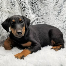 Doberman Pinscher Puppy Ranger
