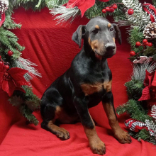 Doberman Pinscher Puppy Ranger