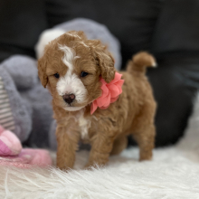 Goldendoodle Puppy Lucy