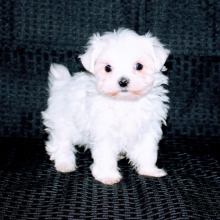 Maltese Puppy Macy
