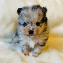 Pomeranian Puppy Coon