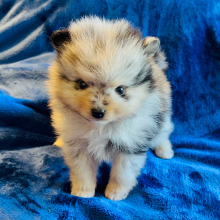Pomeranian Puppy Cody