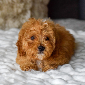Bernedoodle Puppy Aspen