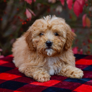 Bernedoodle Puppy Aspen