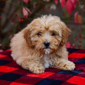 Bernedoodle Puppy Aspen
