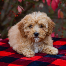 Bernedoodle Puppy Aspen