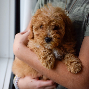 Bernedoodle Puppy Aspen