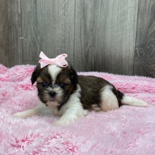 Shih Tzu Puppy Hula