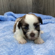 Havanese Puppy Travis