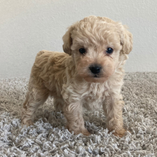 Poodle Puppy Gus