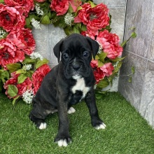 Boxer Puppy Henna