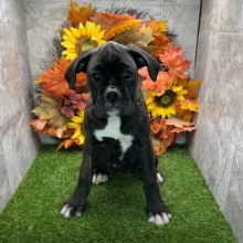 Boxer Puppy Henna