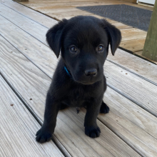 Labrador Retriever Puppy Abel