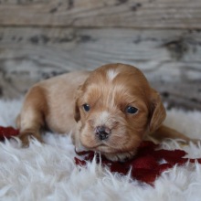 Cocker Spaniel Puppy Chase