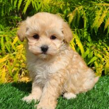 Maltipoo Puppy Ashley