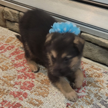 German Shepherd Dog Puppy Tanner