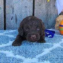 Cockapoo Puppy Simi