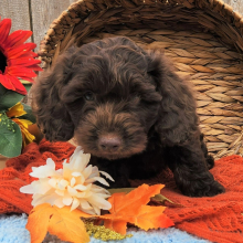 Cockapoo Puppy Simi