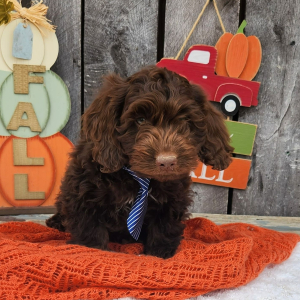 Cockapoo Puppy Simi