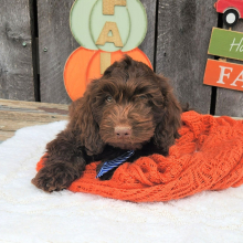 Cockapoo Puppy Simi