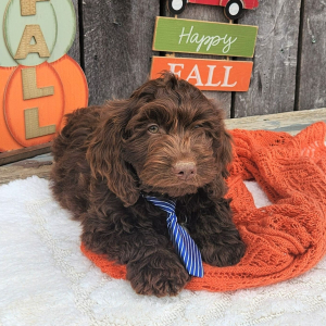 Cockapoo Puppy Simi