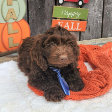 Cockapoo Puppy Simi