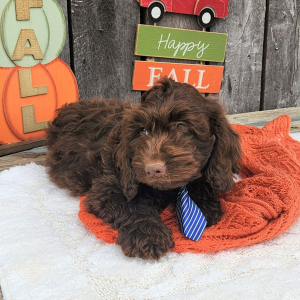 Cockapoo Puppy Simi