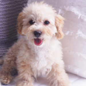 Poodle Puppy Penny