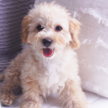Poodle Puppy Penny