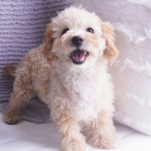 Poodle Puppy Penny