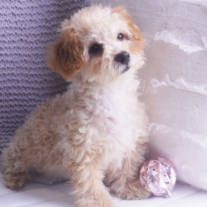 Poodle Puppy Penny