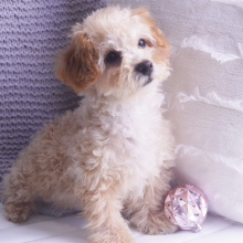 Poodle Puppy Penny