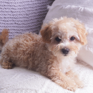 Poodle Puppy Penny