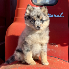 Pomsky Puppy Indy