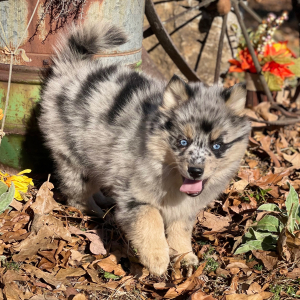 Pomsky Puppy Indy